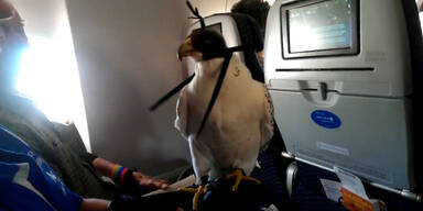 Falke fliegt in Flugzeug mit