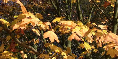 Blattverfärbung im Herbst