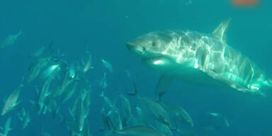 Weißer Hai attackiert weißen Hai