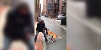 Hund als Beschützer auf der Straße