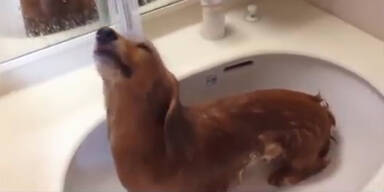Auch Hunde duschen gerne