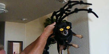 Hunde in Halloween-Kostümen