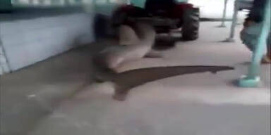 Lebender Hai durch Straßen geschleift