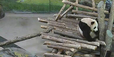 Schlafender Panda unsanft geweckt