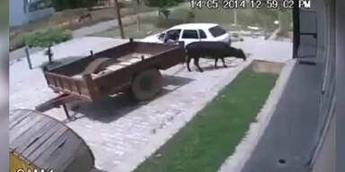 Kuh wird ins Auto gepackt