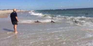 Unzählige Haie fressen in Strandnähe
