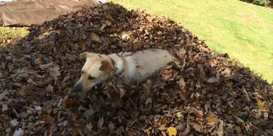 Hund liebt den Blätterhaufen