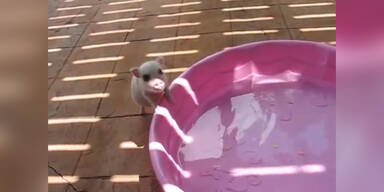 Baby-Schwein springt in Mini-Pool