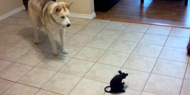 Hund hat Angst vor Fake-Ratte