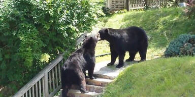 Zwei Bären kämpfen in New Jersey