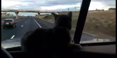 Trucker-Kätzchen fürchtet sich vor Überführung