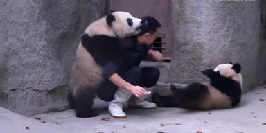Pandas kuscheln Pfleger nieder