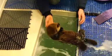 In Chicago pflegt ein Zoo eine Seeotter