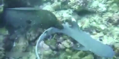 Verkehrte Welt: Muräne frisst Hai!