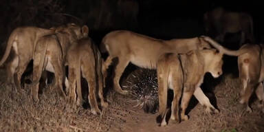 Stachelschwein kämpft gegen 17 Löwen