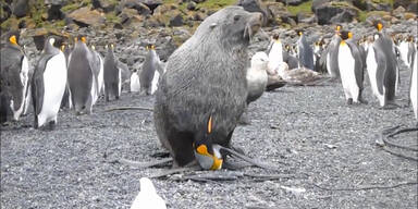 Seebär hat Sex mit Pinguin