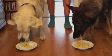 Spaghetti-Wett-Essen zwischen Hunden