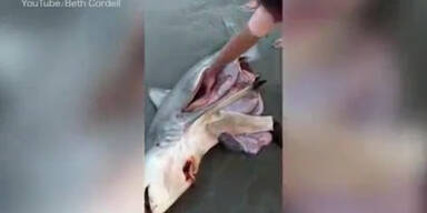Baby-Haie mit Kaiserschnitt gerettet