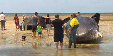 Tote Wale vor Australiens Küste