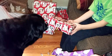 Hund macht Geschenke auf