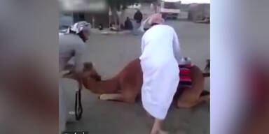 Kamel wirft Reiter auf den Boden