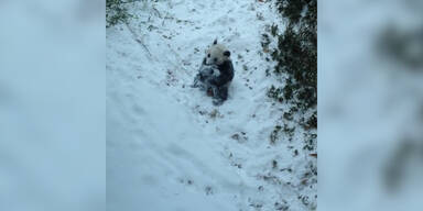 Panda spielt das erste Mal im Schnee