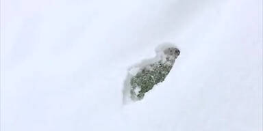 Chihuahua verschwindet im Schnee