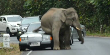 Wilder Elefant demoliert Autos