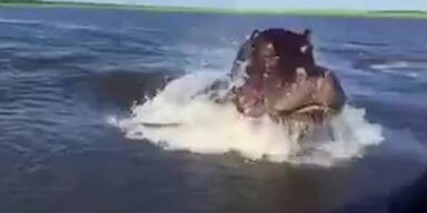 Riesen-Flußpferd verfolgt Boot