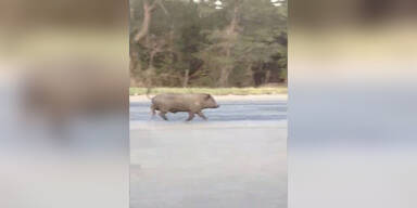 Schwein jagt Ziege auf Landstraße