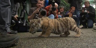Tiger-Baby in Berlin vorgestellt