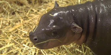 Baby-Hippo ist unglaublich süß