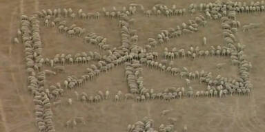 Schafe bilden australische Fahne