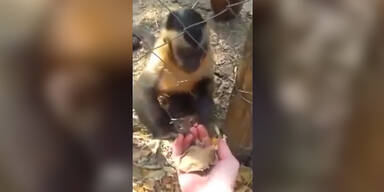 Affe lehrt Menschen Blätter zu zerbröseln