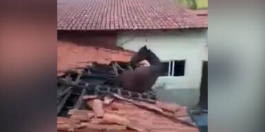 Pferd fällt von Dach