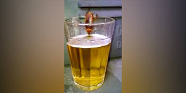 Kakerlake trinkt ein Bier