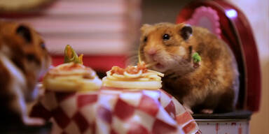 Ein Dinner für Hamster