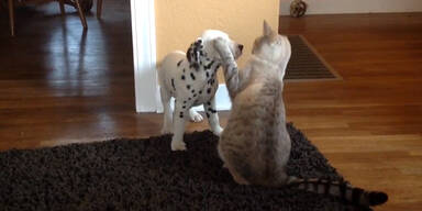 Dalmatiner freundet sich mit Katze an