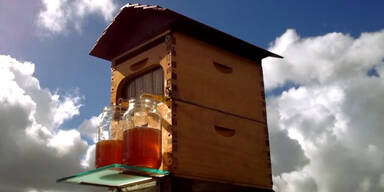Honig direkt aus dem Bienenstock