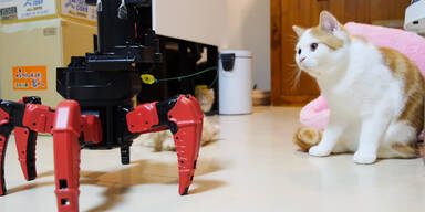 Roboter ist der perfekte Katzen-Sitter