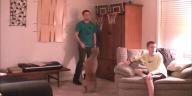 Hund liebt Basketball spielen