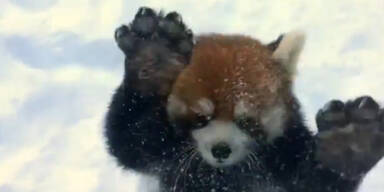 Wilde Schnee Spielerei roter Pandas