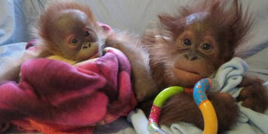 Süße Orang-Utan-Babys