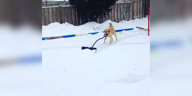 Hund hilft beim Schneeschaufeln