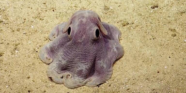 Oktopus sieht aus wie Dumbo