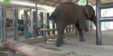 Dreibeiniger Elefant erhält Prothese