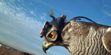 Falke jagt mit Kamera am Kopf