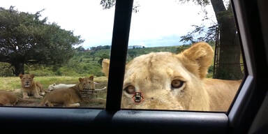 Hilfe! Löwe öffnet die Autotür