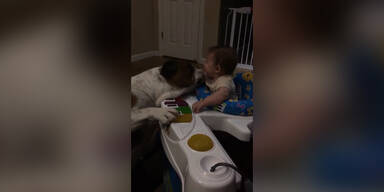 Hund wäscht Baby mit seiner Zunge