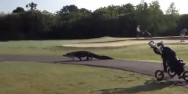 Alligator spaziert auf Golfplatz
